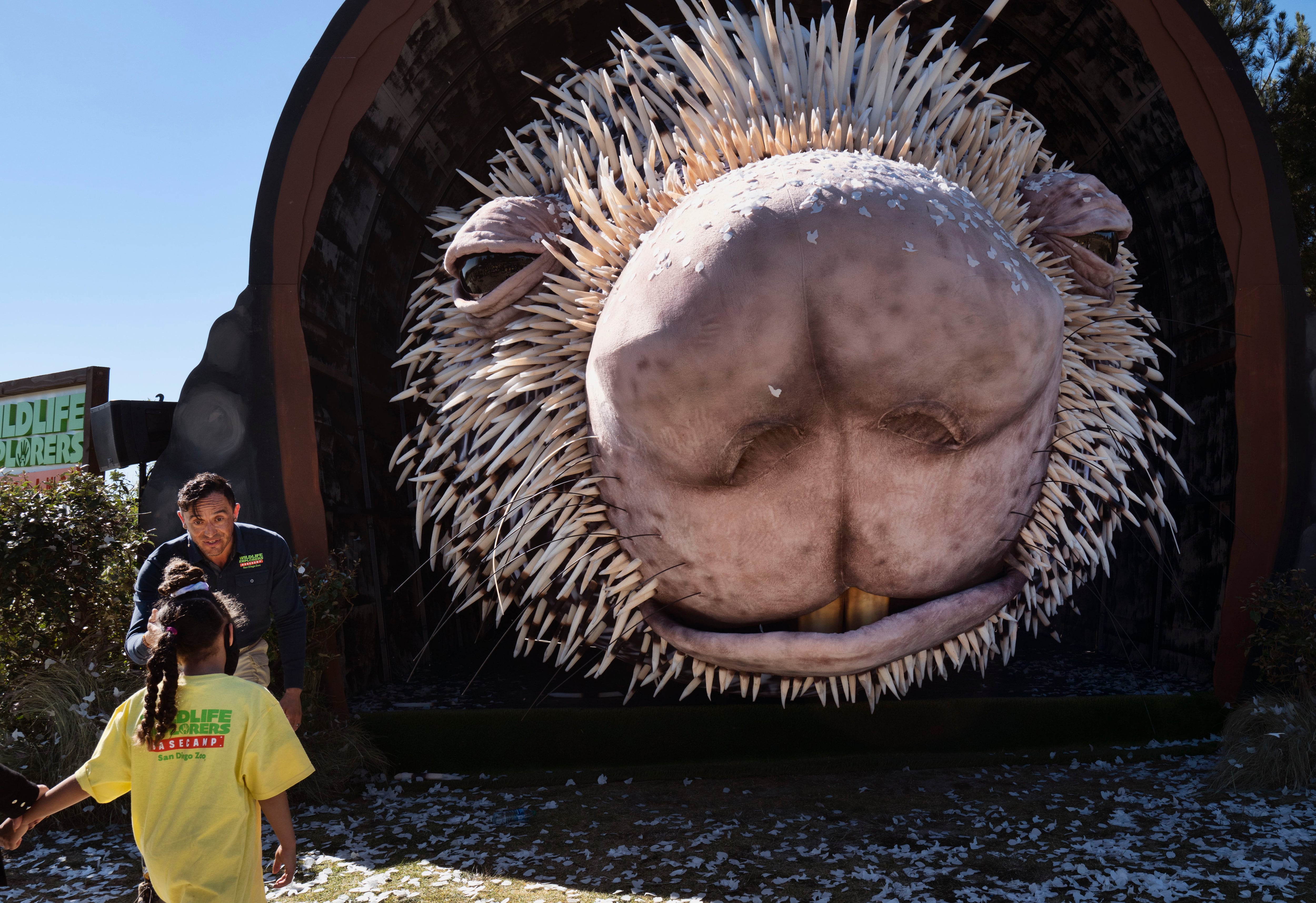 Quills and thrills as prodigious porcupine puppet unveiled