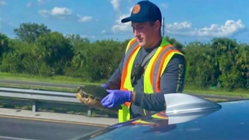 Hard (shell) landing: Turtle crashes through car windshield on Florida Turnpike