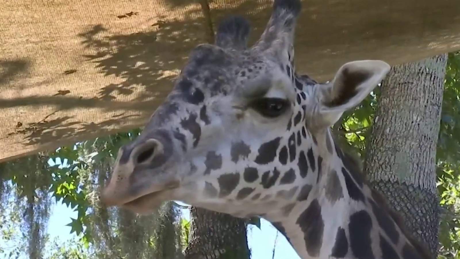Seminole County commissioners approve funds for Central Florida Zoo