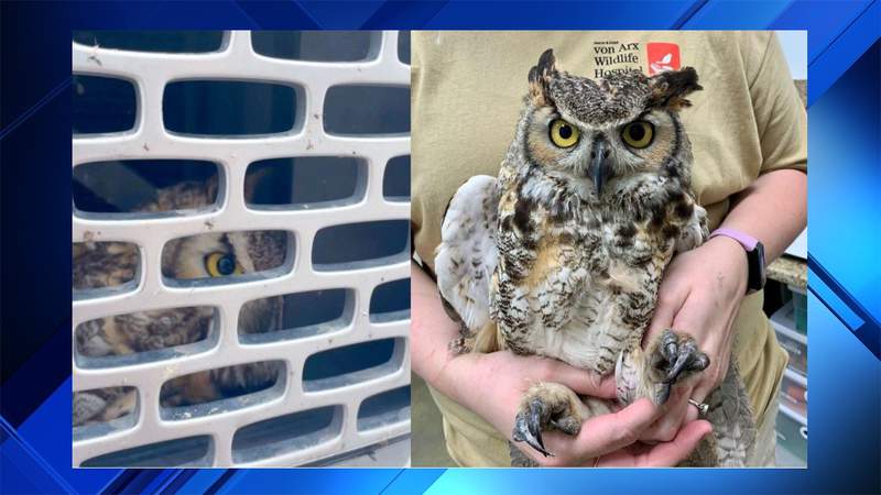 Traveling owl: Man drives hours to Florida with bird in truck’s grille
