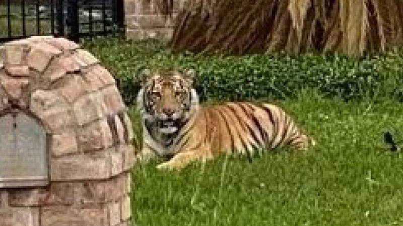 Man arrested after tiger spotted on neighborhood lawn; big cat still missing