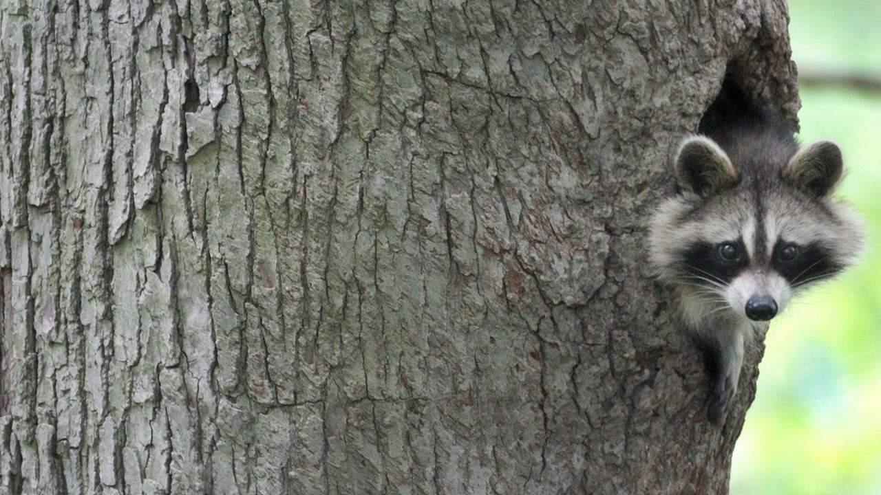 Raccoon in Marion County tests positive for rabies