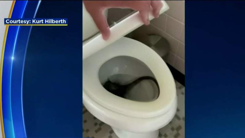 Watch where you sit: Iguana found inside Florida toilet