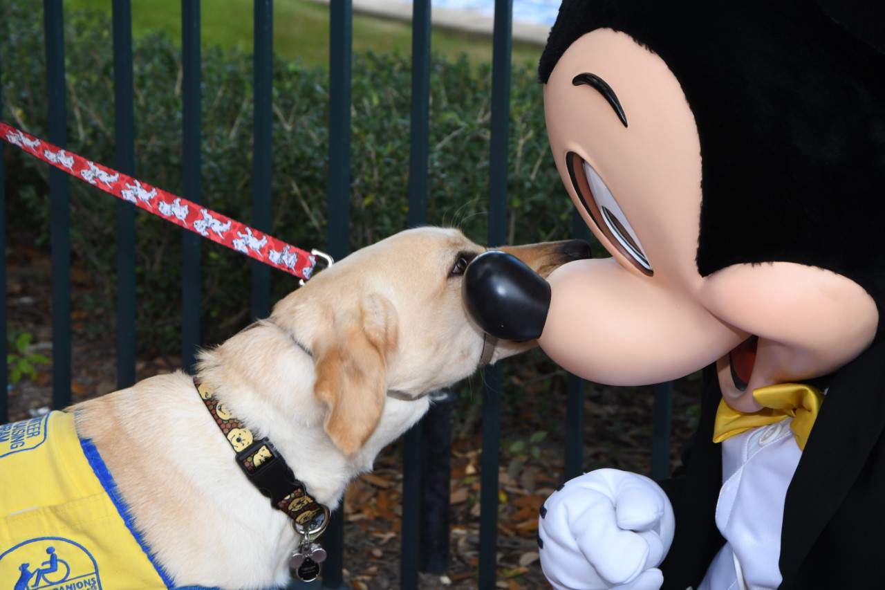 Canine Companions service-dog-in-training has the most magical Disney day meeting Mickey