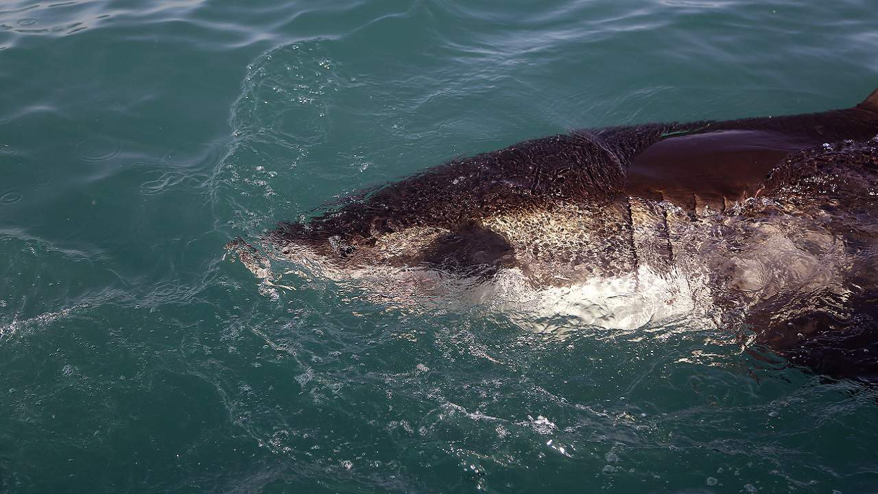 Florida man names shark after his wife for Valentine’s Day