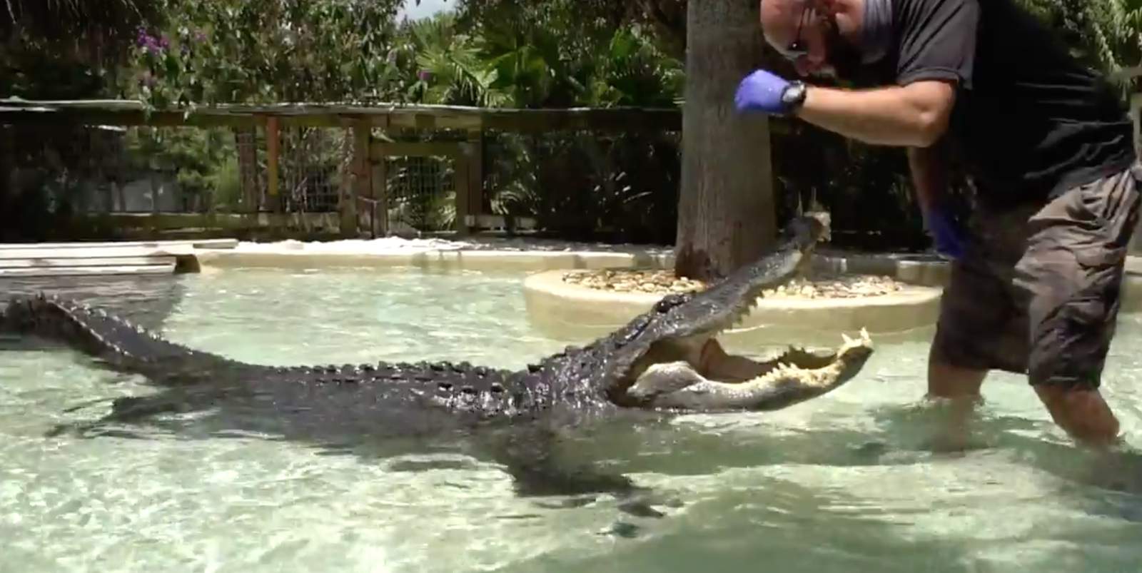 Here’s how to get into Wild Florida Gator Park for free in October