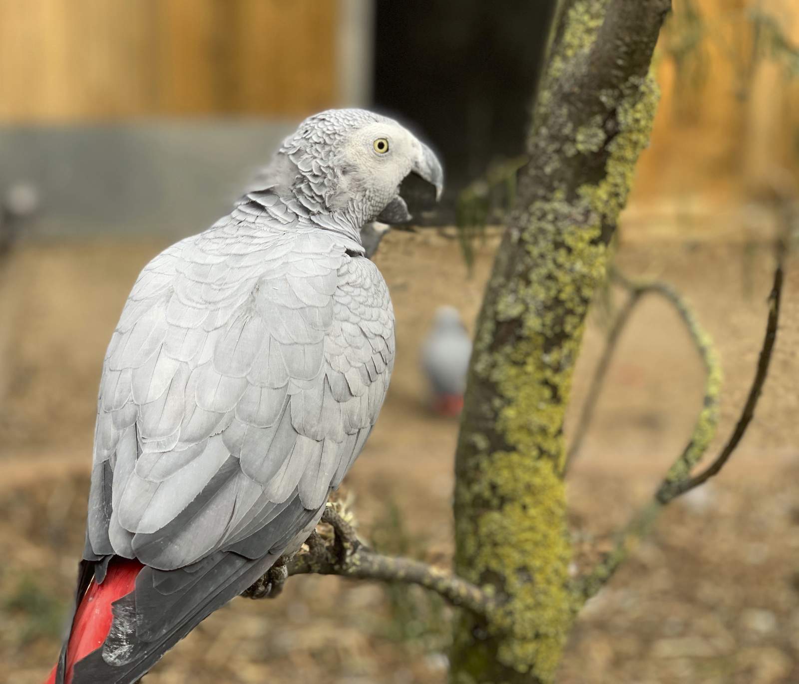 Gray parrots separated at zoo after swearing