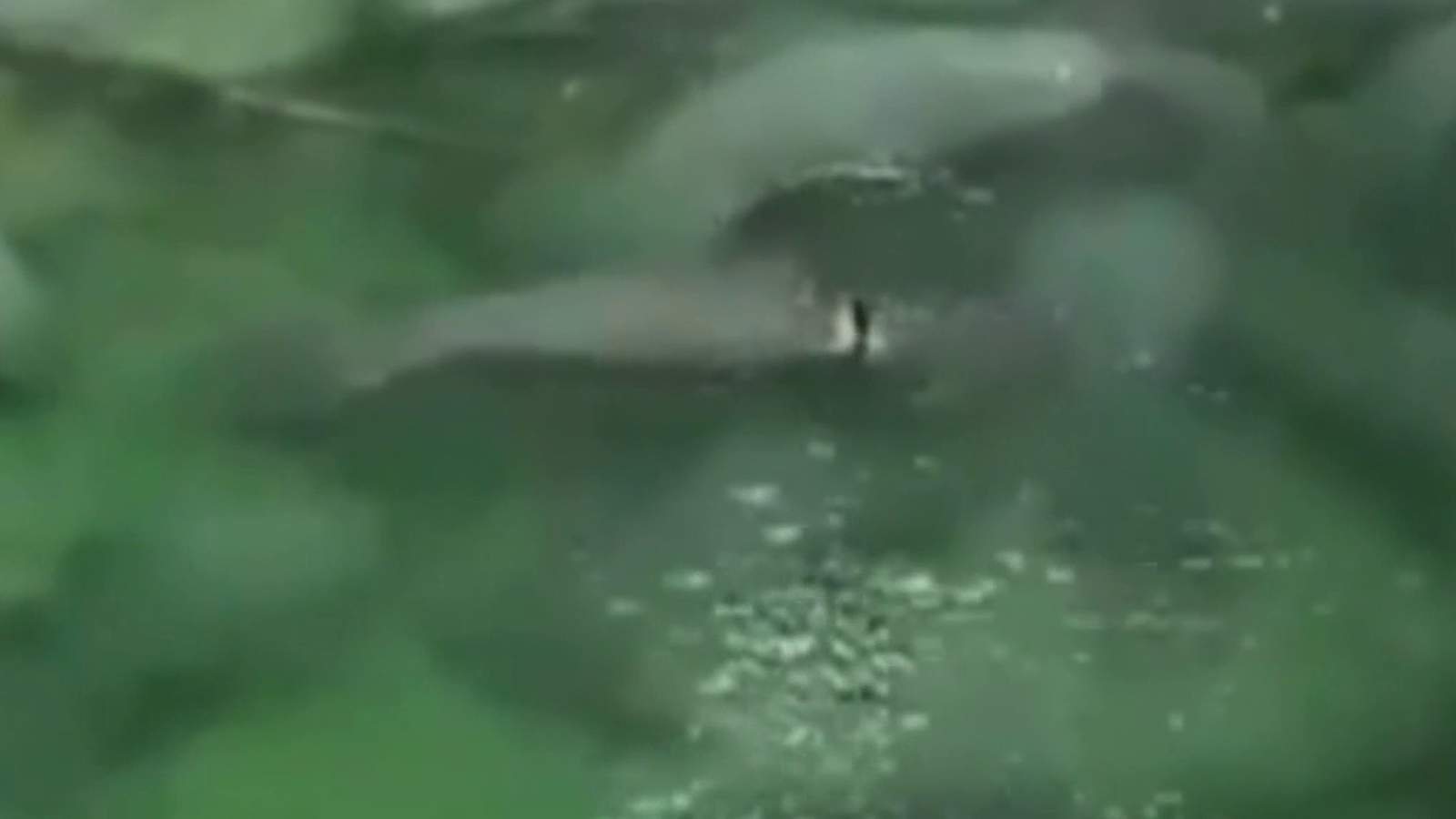 Wheelie! Manatee with tire stuck around belly spotted again at state park