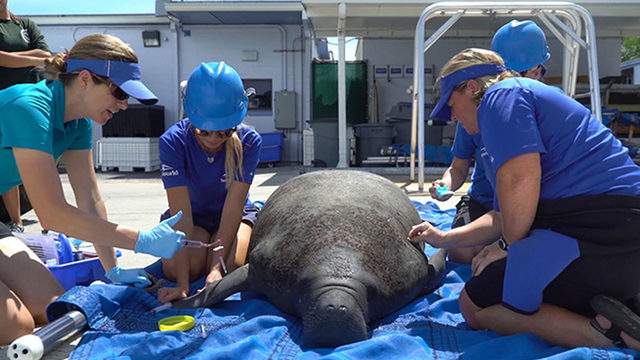 Florida wildlife rescuers brace for manatees living, breathing, eating toxic red algae