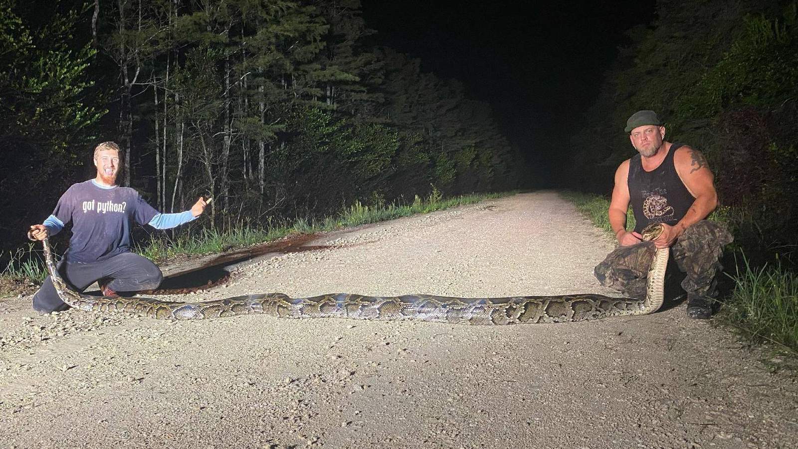 Record-setting 18-foot, 104-pound Burmese python captured in Everglades