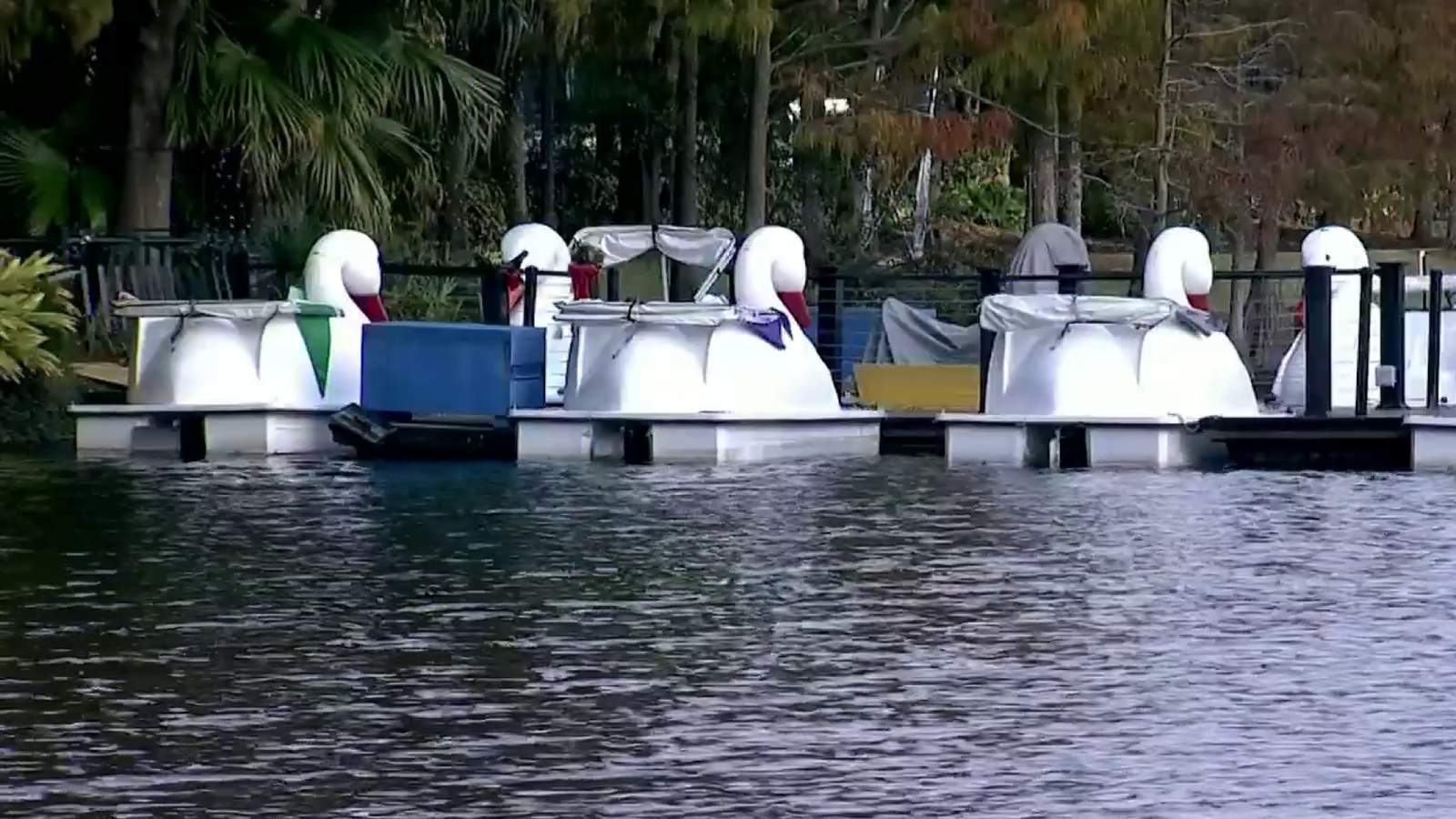 Use of swan boats temporarily halted on Lake Eola due to elevated bacteria levels