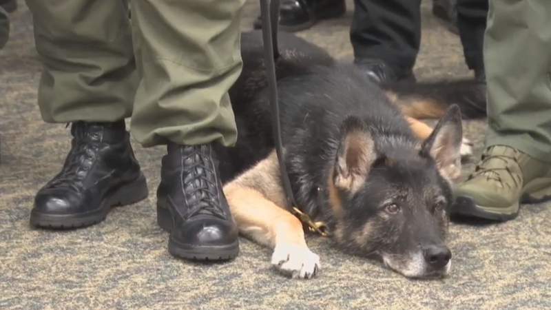 New Florida law allows emergency vehicles to transport injured K-9s