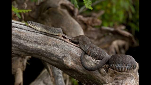 Mating snakes prompt closure of part of Florida park