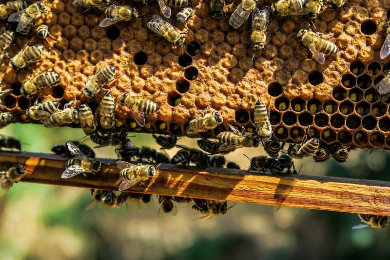 Buzz over to World Honey Bee Day events around Central Florida