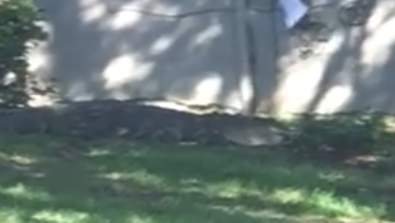 Gator kills dog in Winter Garden, neighbors say there are several large gators in the area