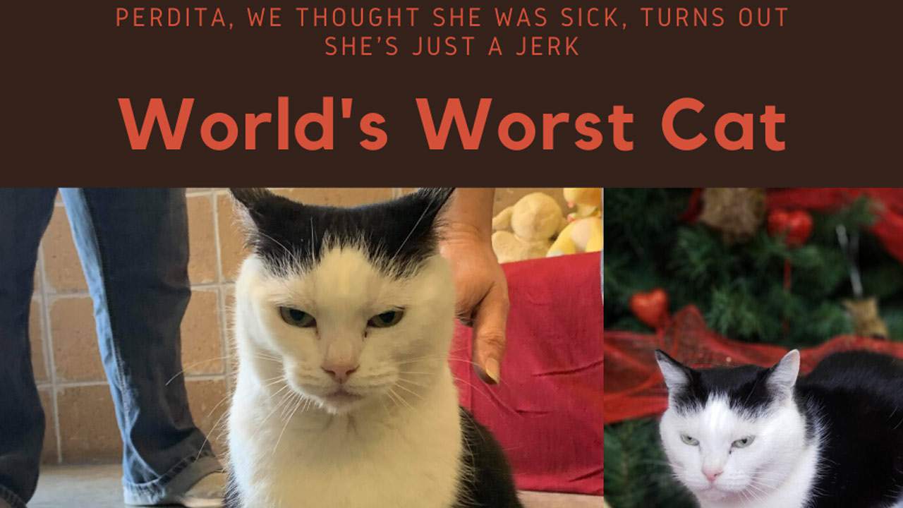 Animal shelter says 'world's worst cat' is up for adoption
