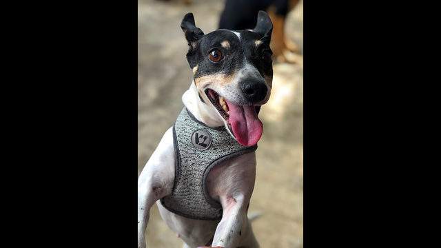 Want to adopt a pet? Here are 6 cuddly canines to adopt now in Orlando