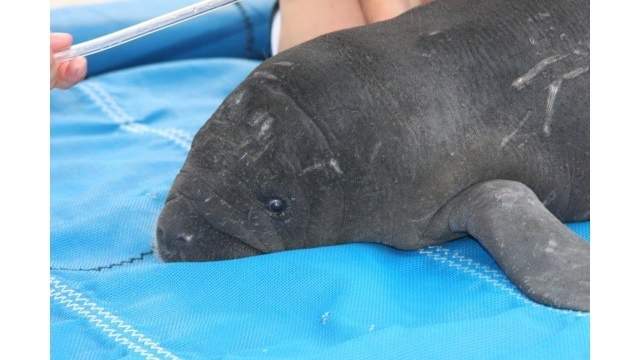 Pictures show rescued manatee arriving at SeaWorld