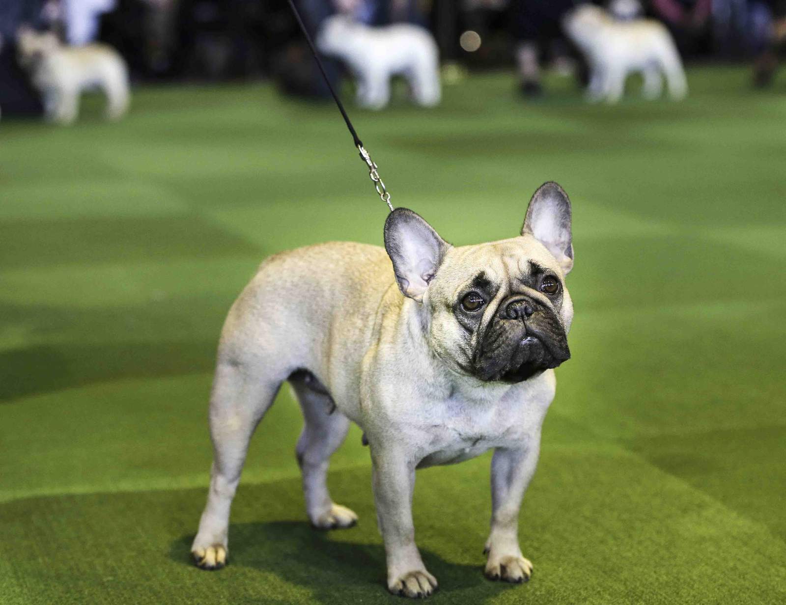 Look out, Labs: French bulldogs now 2nd most popular US dog
