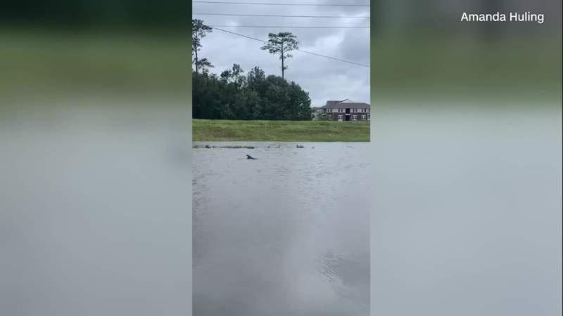 VIDEO: Dolphin swims through flooded Louisiana neighborhood after Hurricane Ida