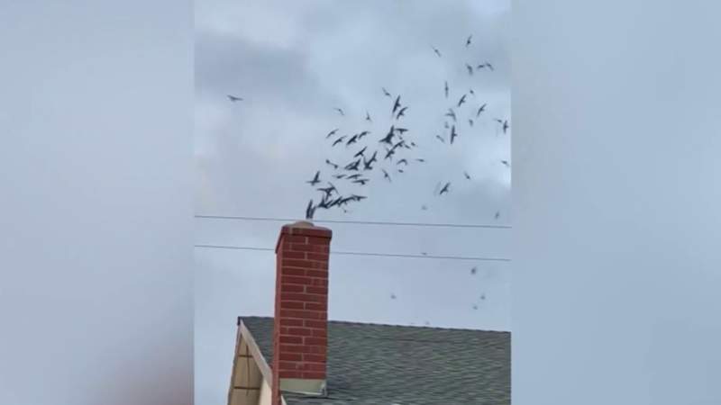 A scene from Alfred Hitchcock: 800 birds funnel into family’s home