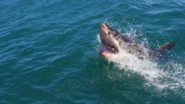 Nearly 1,000-pound great white shark pings off Florida coast