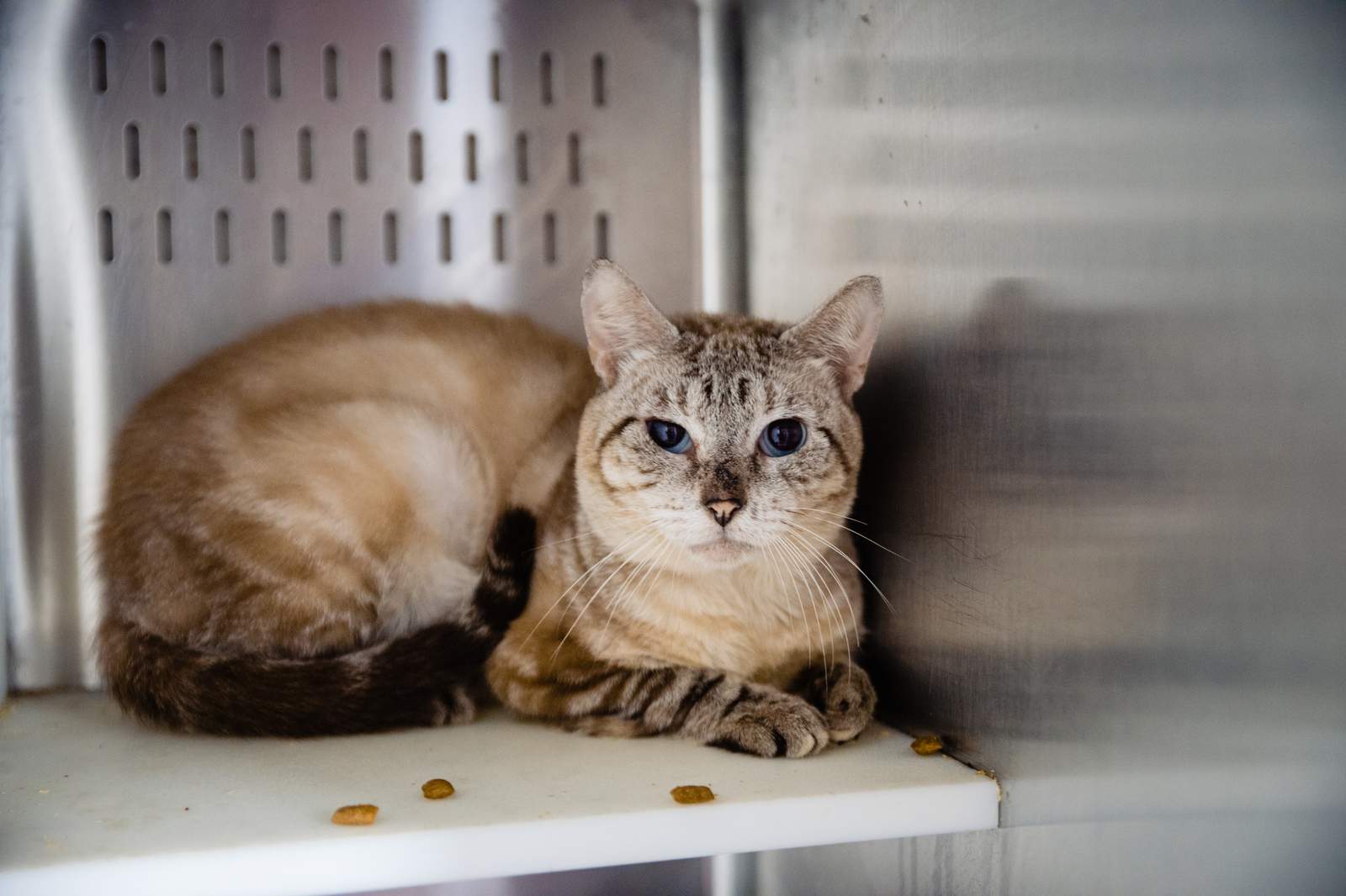 Orange County Animal Services seeking homes for Siamese cats after 40 cats surrendered