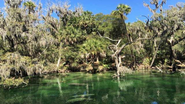 Blue Spring State Park back open to visitors