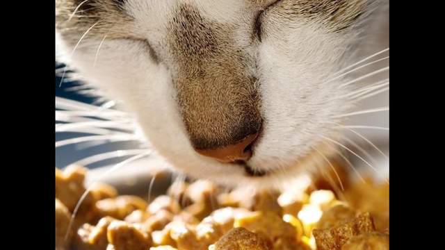 Free pet food! Pet Alliance of Greater Orlando offering another giveaway