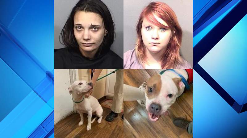 2 women accused of leaving dogs inside car while vehicle reached temperature of 96 degrees