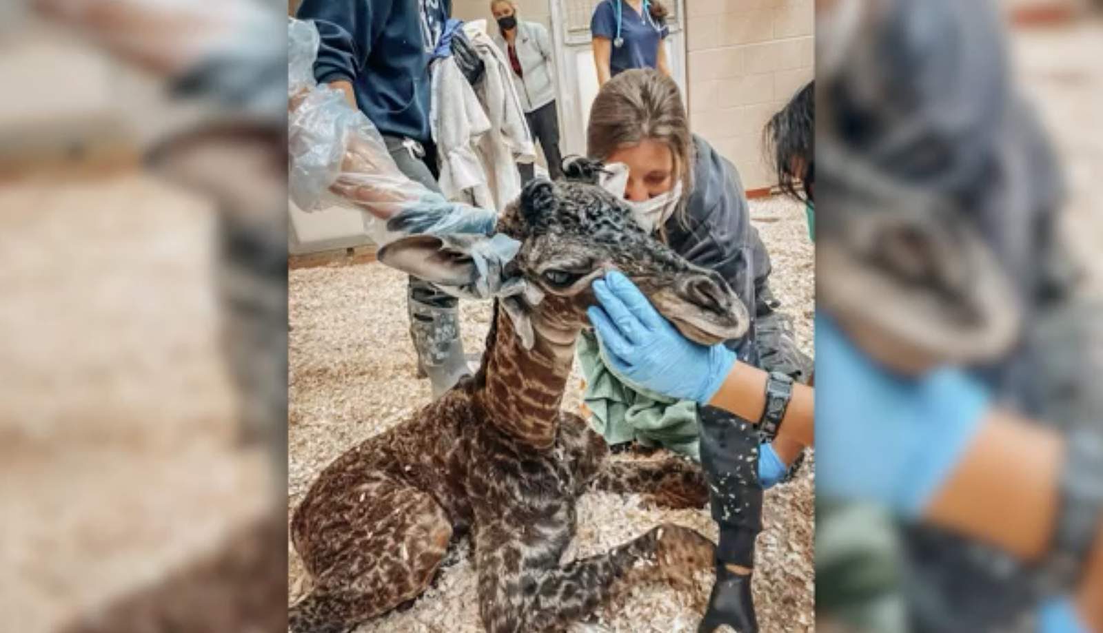 Baby giraffe dies at Tennessee zoo after it’s stepped on by mom