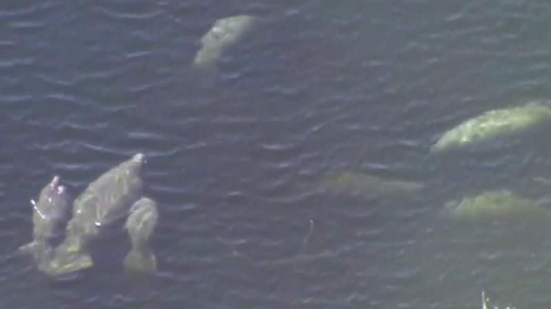Florida manatees are dying of starvation at an alarming rate