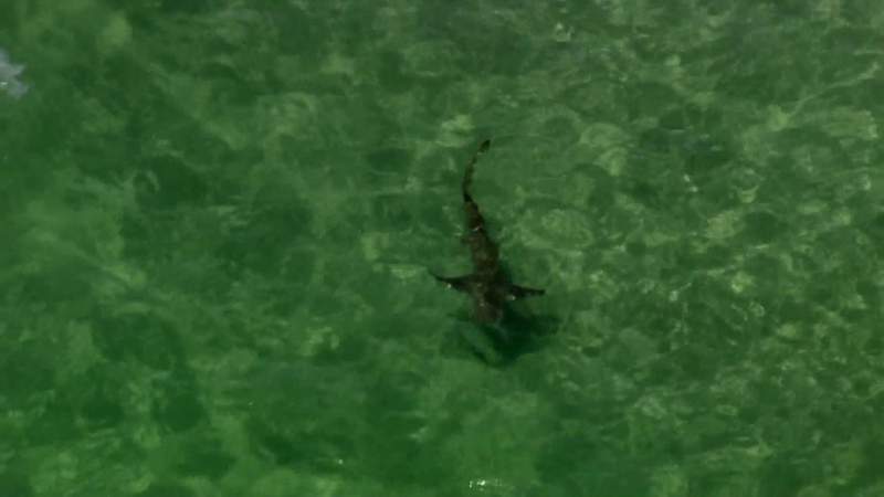 Woman Bitten By Shark Twice While Boogie Boarding At New Smyrna Beach