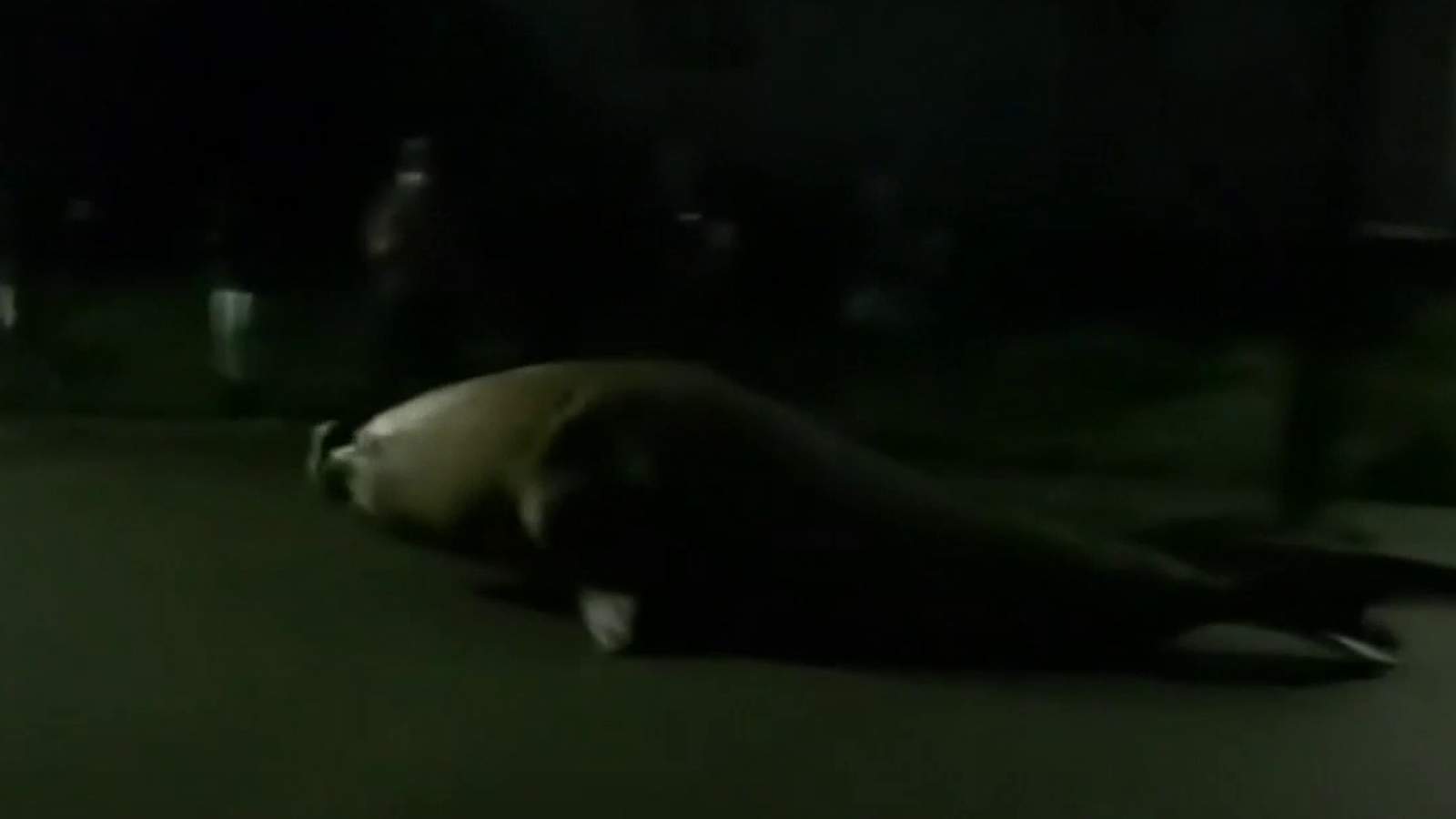 Video: Massive elephant seal squiggles through neighborhood