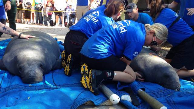 SeaWorld returns rehabilitated manatees to national park