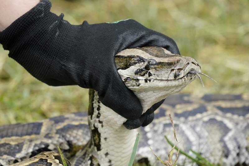 Invasive pythons targeted in annual Everglades hunt