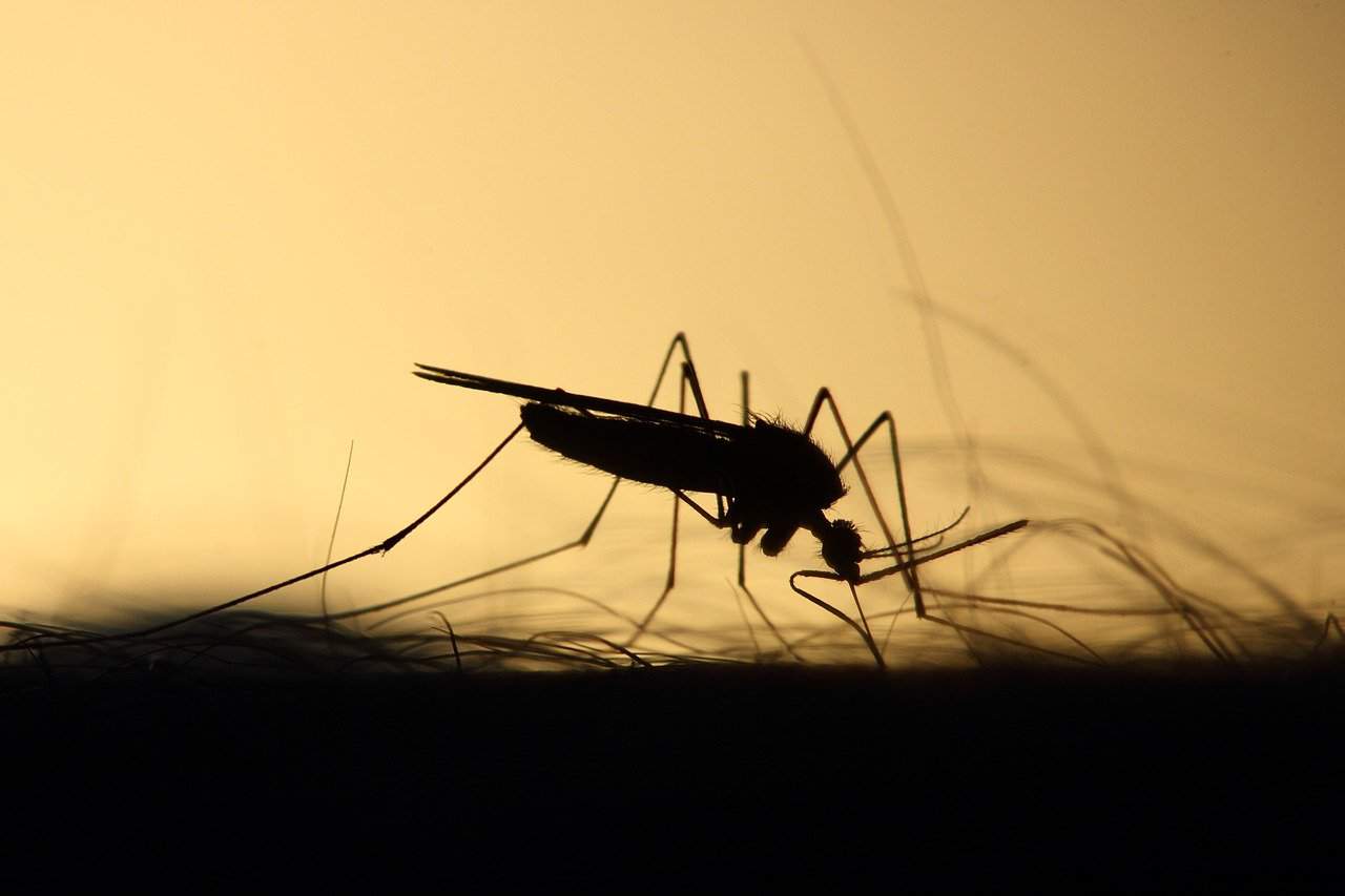 Florida Keys to release modified mosquitoes to fight illness