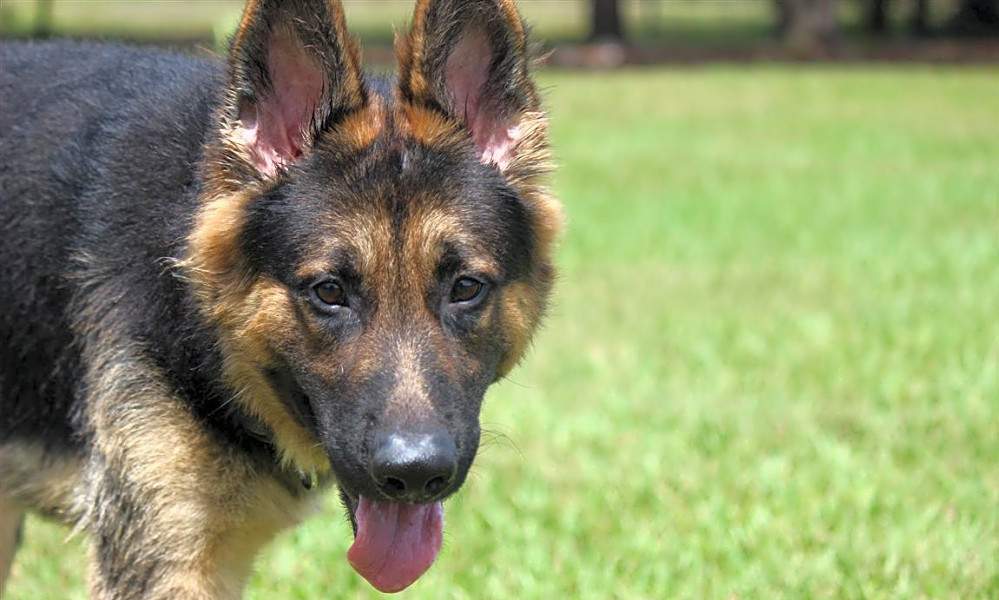 These Orlando-based dogs are up for adoption and in need of a good home