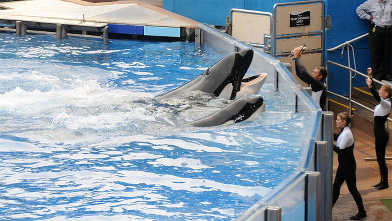 amp.clickorlando.com