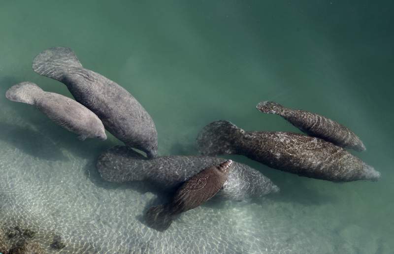 Florida manatee deaths soar as polluted water kills seagrass