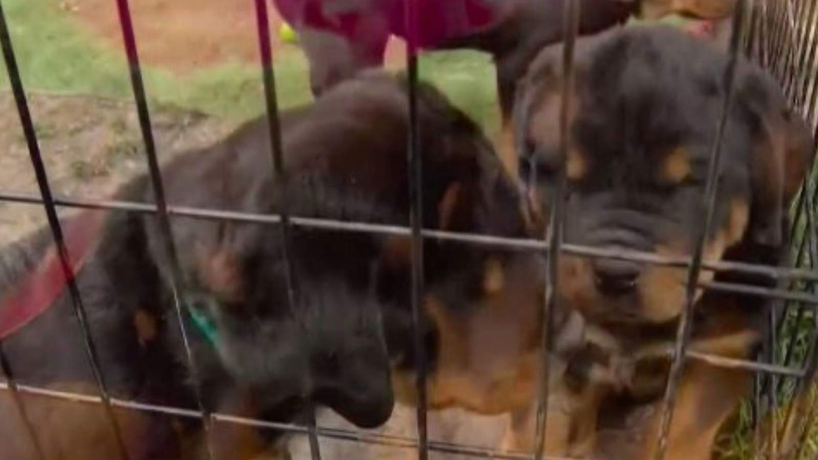 Better Business Bureau warns of online puppy scams ahead of holidays