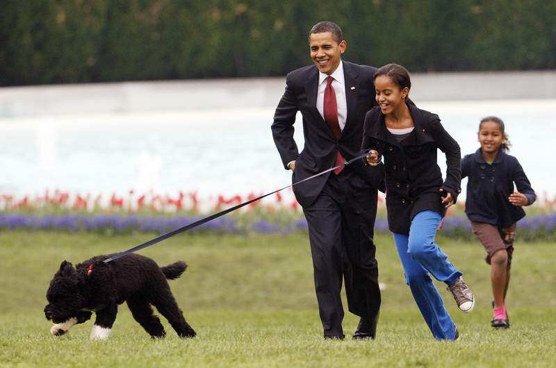 Obama dog Bo, once a White House celebrity, dies from cancer