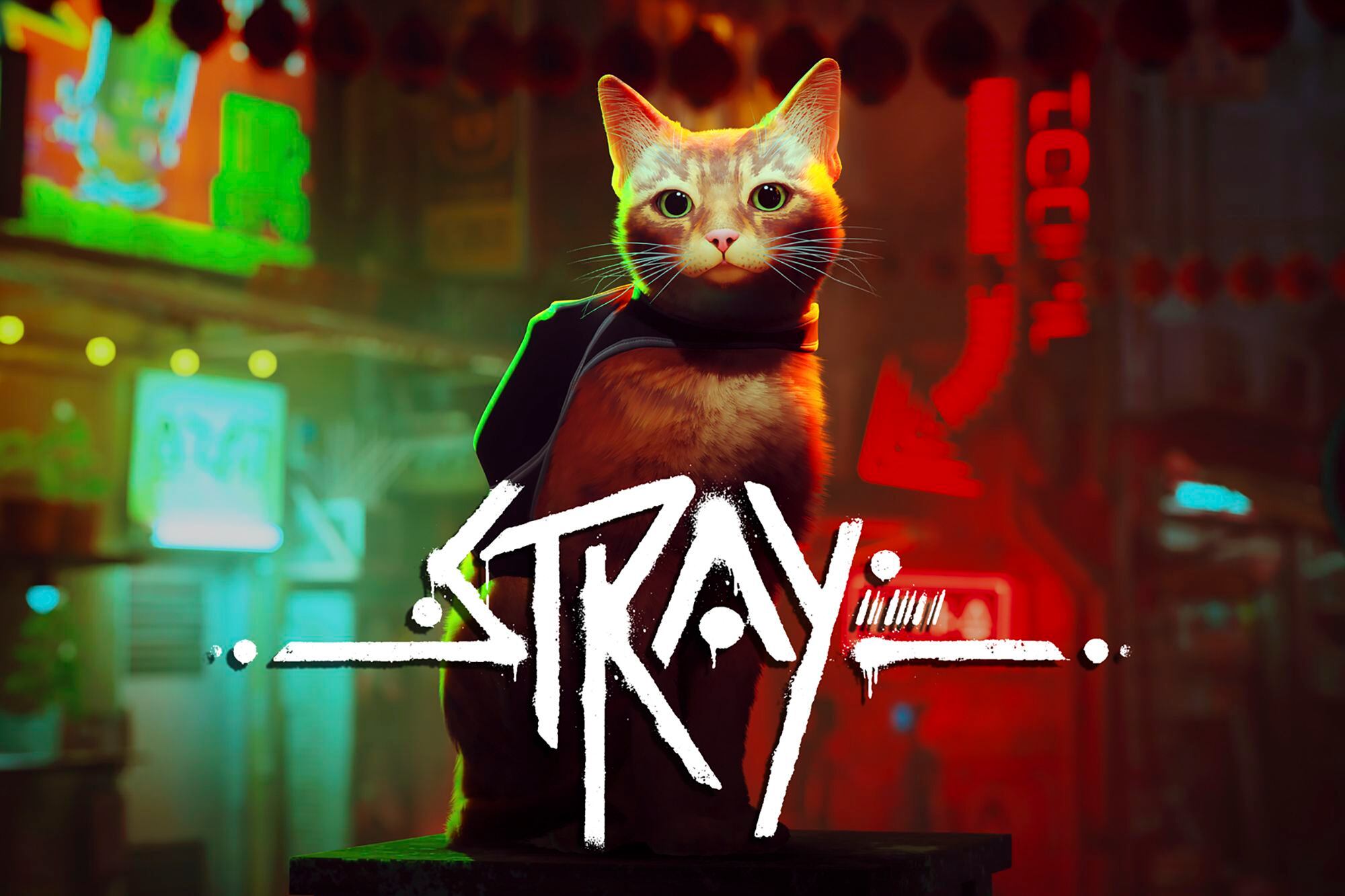 “Stray” cat video game brings some benefits to real cats