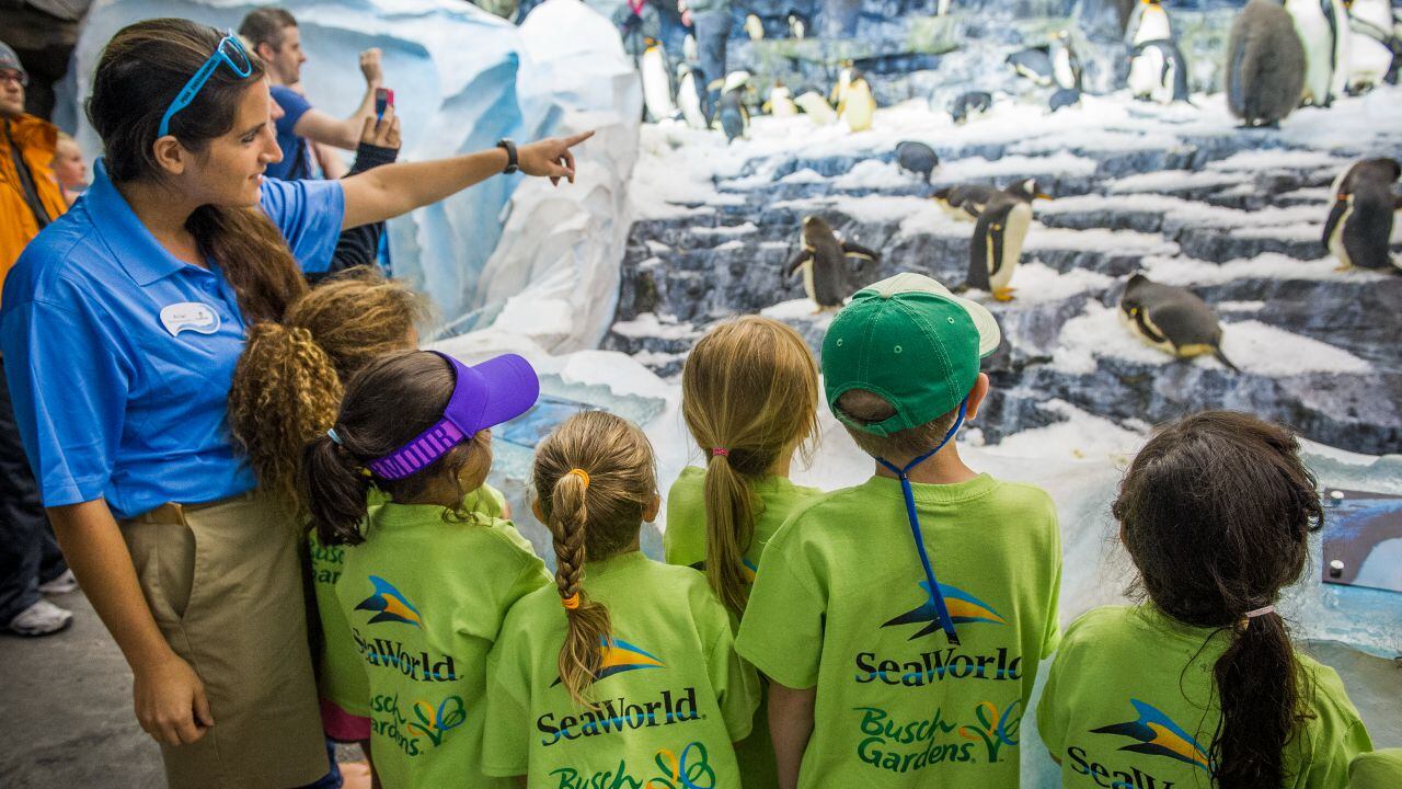 Holiday camps for children coming this month to SeaWorld, Busch Gardens