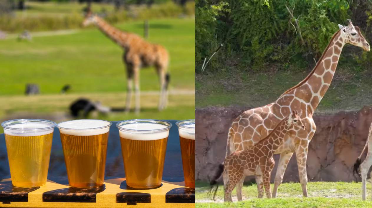 All things giraffes: Busch Gardens’ shows off Giraffe Bar, debuts new baby