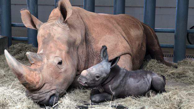 It’s a boy -- a big boy. White rhino born at Disney World