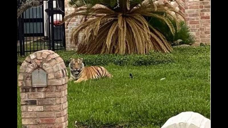What a zoo! Tiger spotted outside home in Houston neighborhood