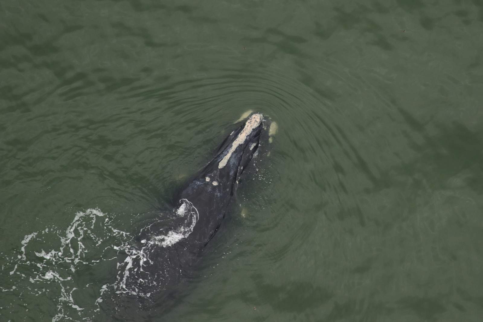 First right whale calves of season spotted off Florida and Georgia coasts