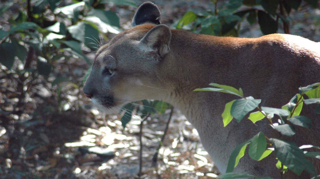 Florida panther struck and killed by vehicle