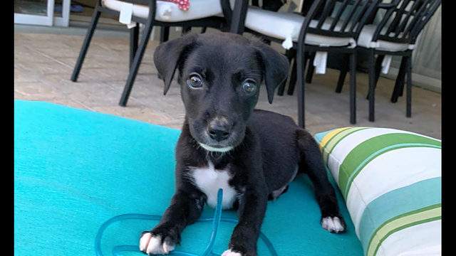 These Orlando Based Puppies Are Up For Adoption And In Need Of A Good Home